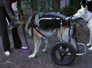 A Day in the Life – What’s it Like to Live with a Paralyzed Dog