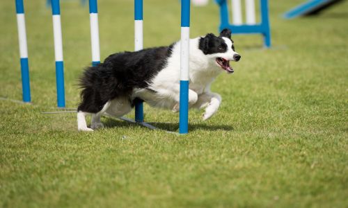 Canine agility