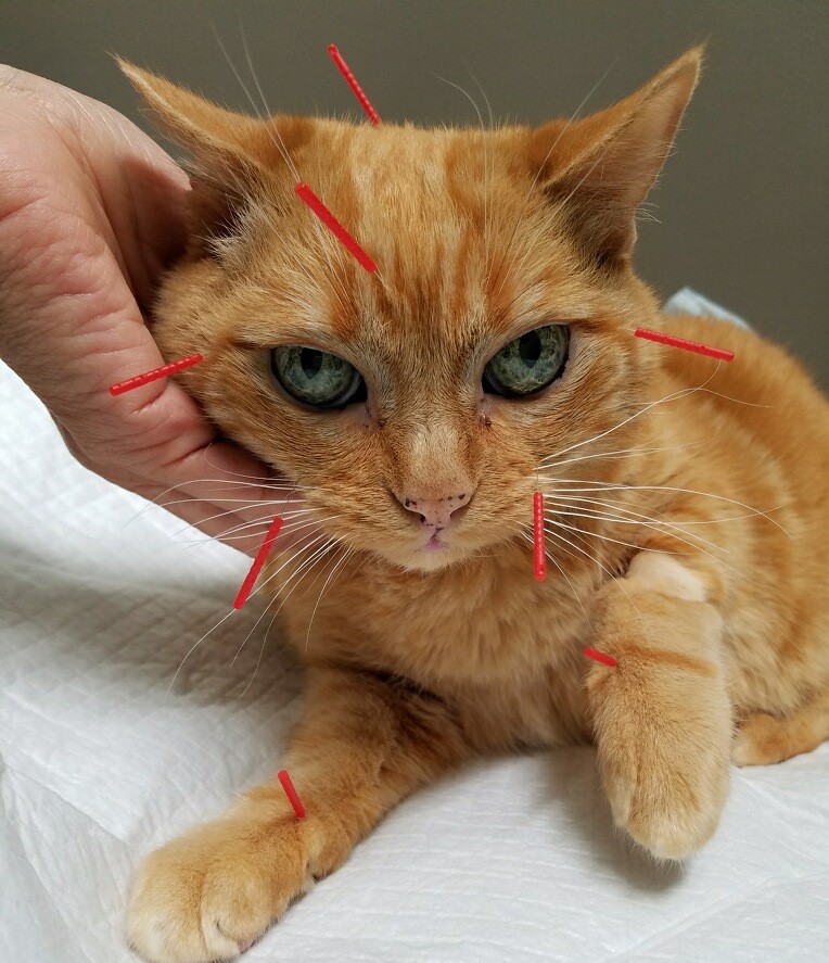 Orange cat receiving acupuncture at Two Hands Four Paws