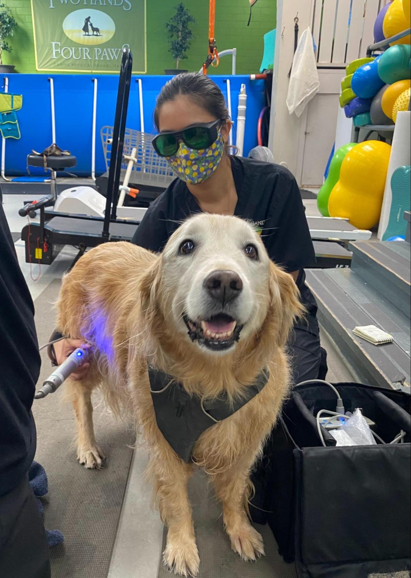 golden retriever receiving laser therapy