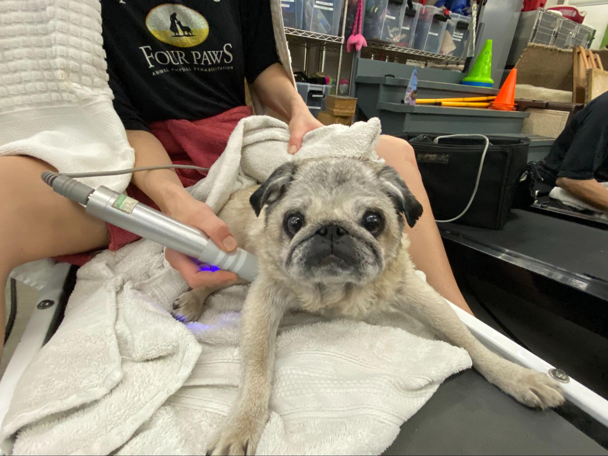 Pug receiving laser therapy