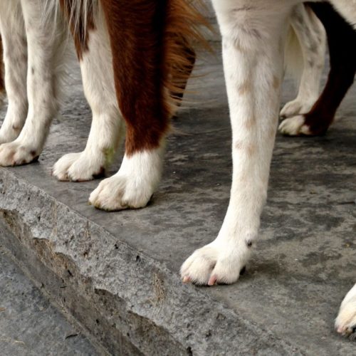 how long should dogs claws be