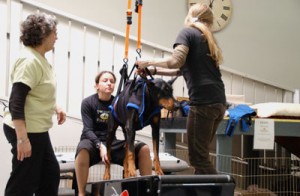 I Walk Beside You – Post-Cancer, Post-Surgery, Post-Pneumonia Kenny Takes His First (Assisted) Steps!