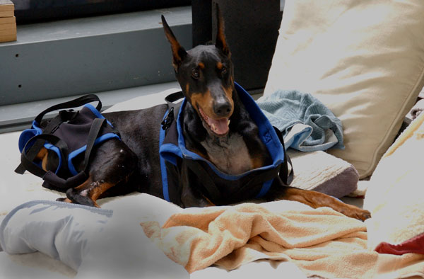 Walk Like a Doberman – Successful Surgery and Ken’s First Steps