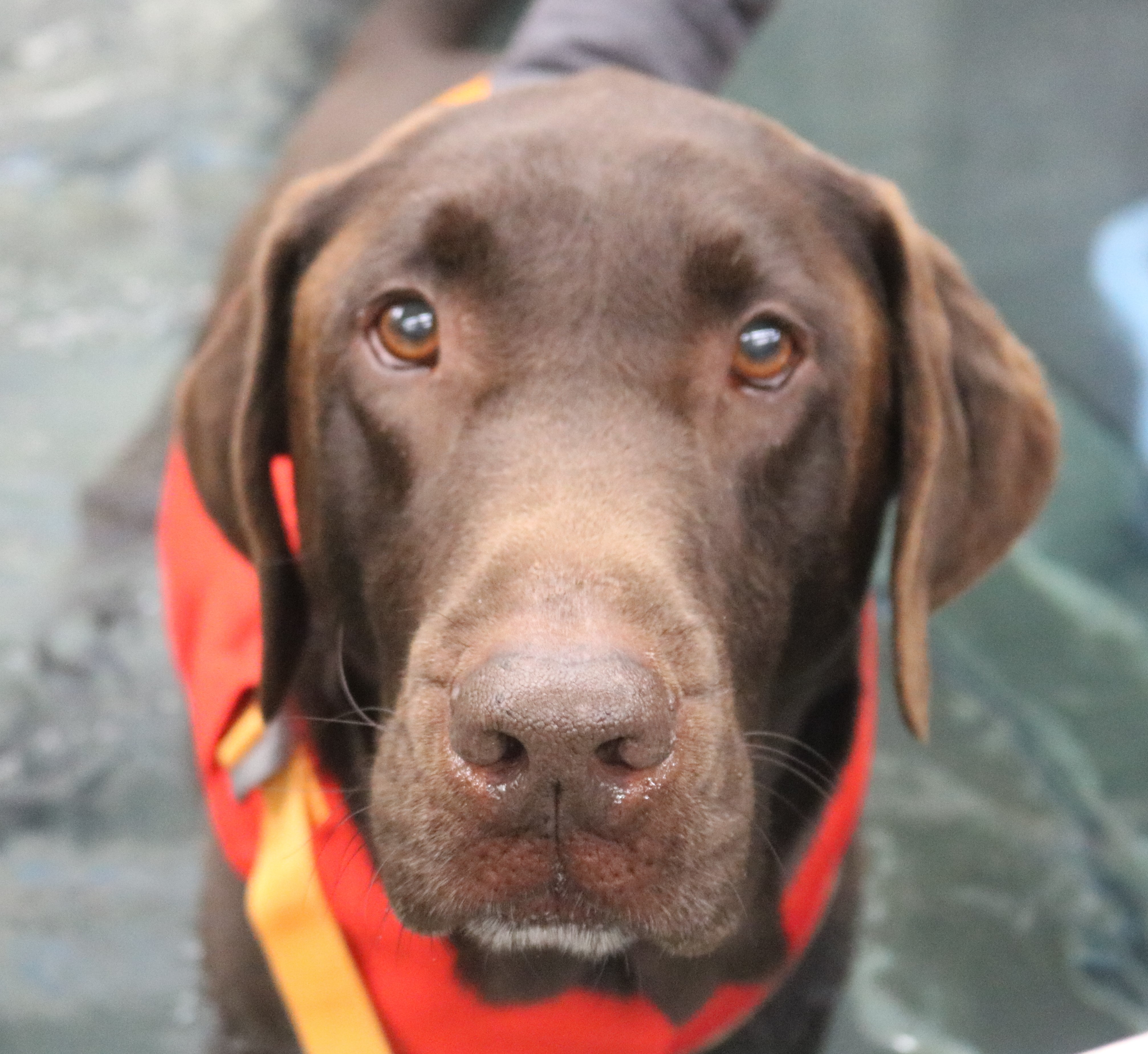 Canine Rehabilitation with Laser Therapy: Muddy's Journey at Two Hands Four Paws