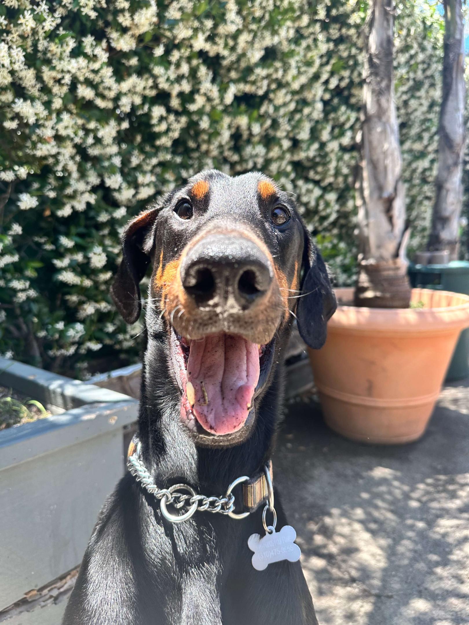 Bino