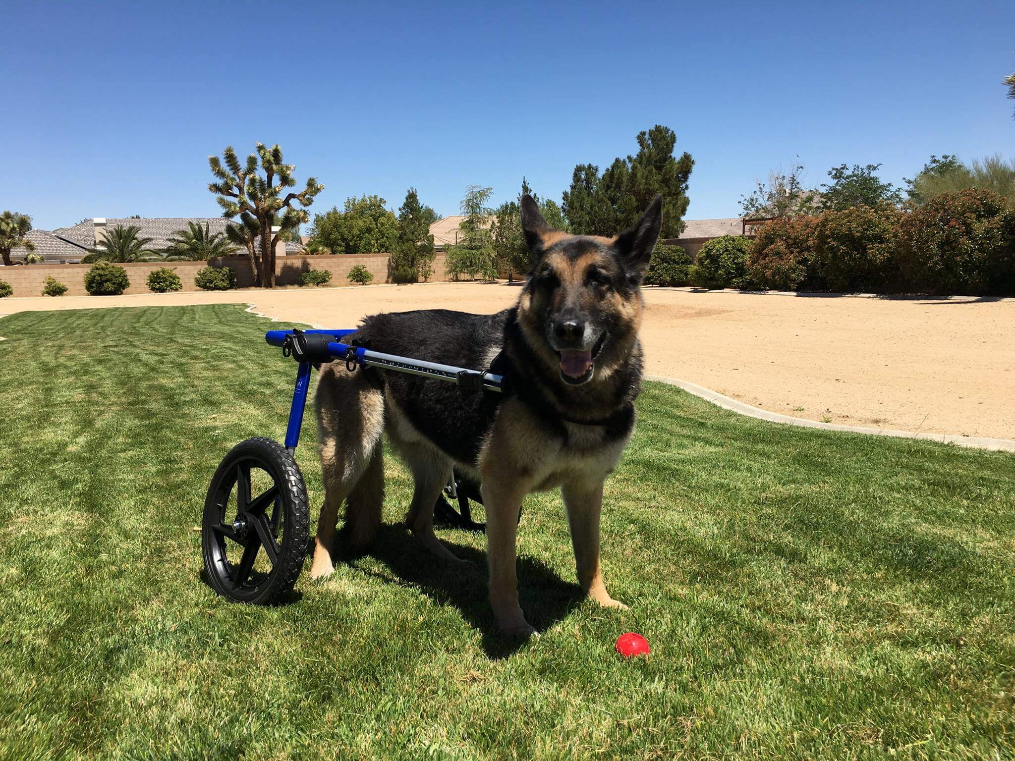 Navigating Degenerative Myelopathy in Dogs