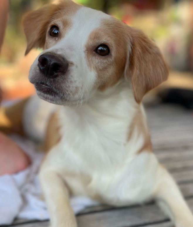 Pebbles' Story