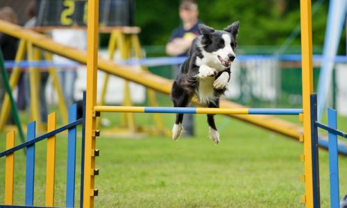 canine agility