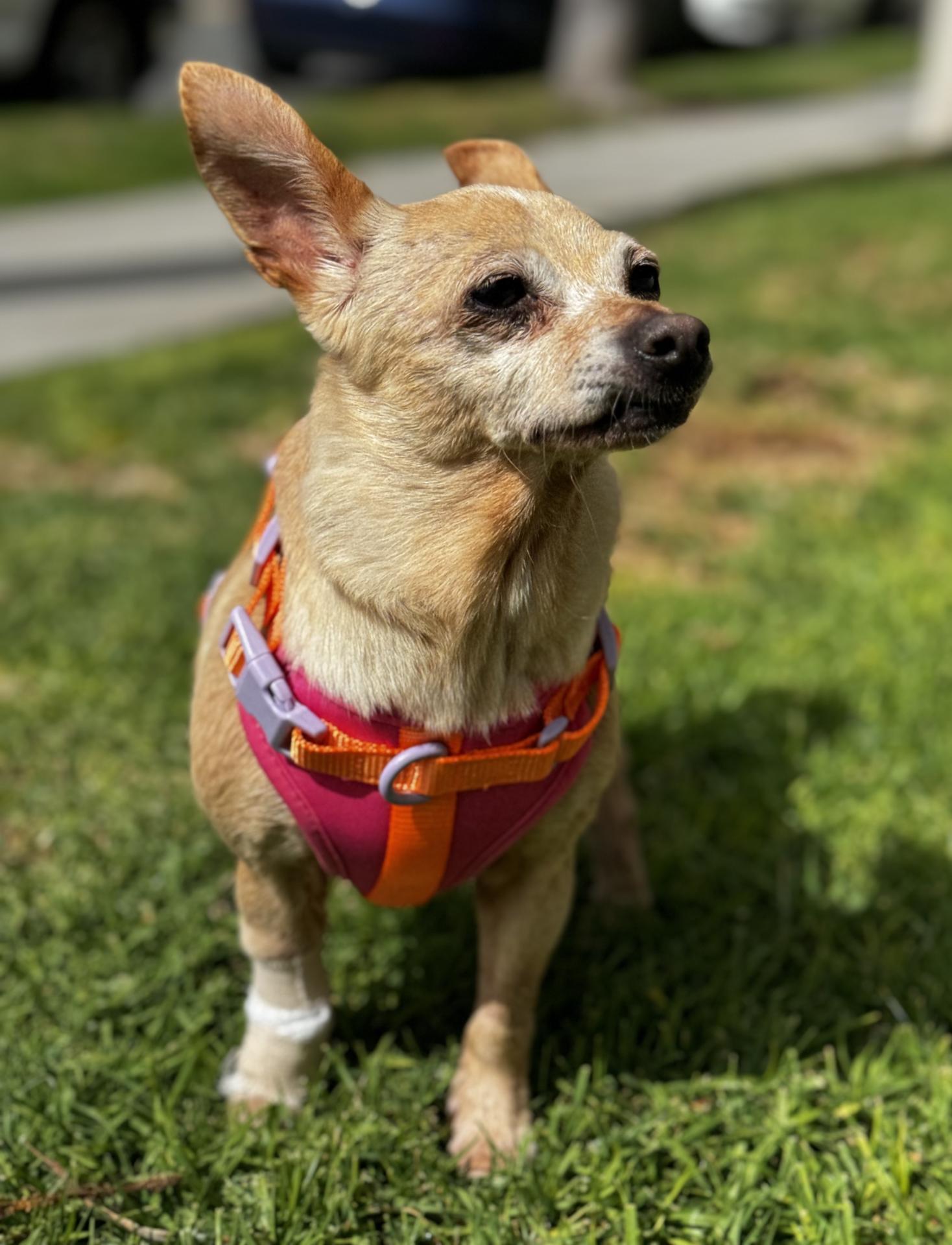 Matilda standing outside