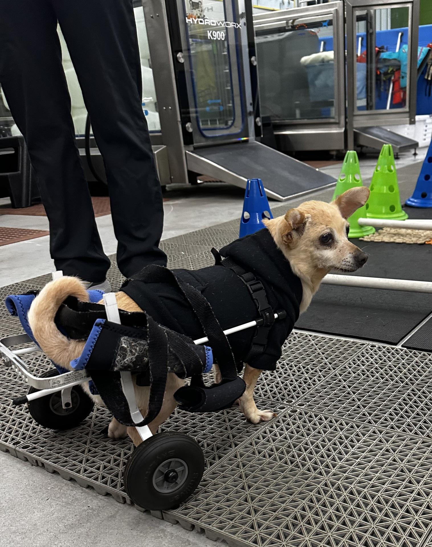 Matilda the chihuahua using an assisted wheelchair