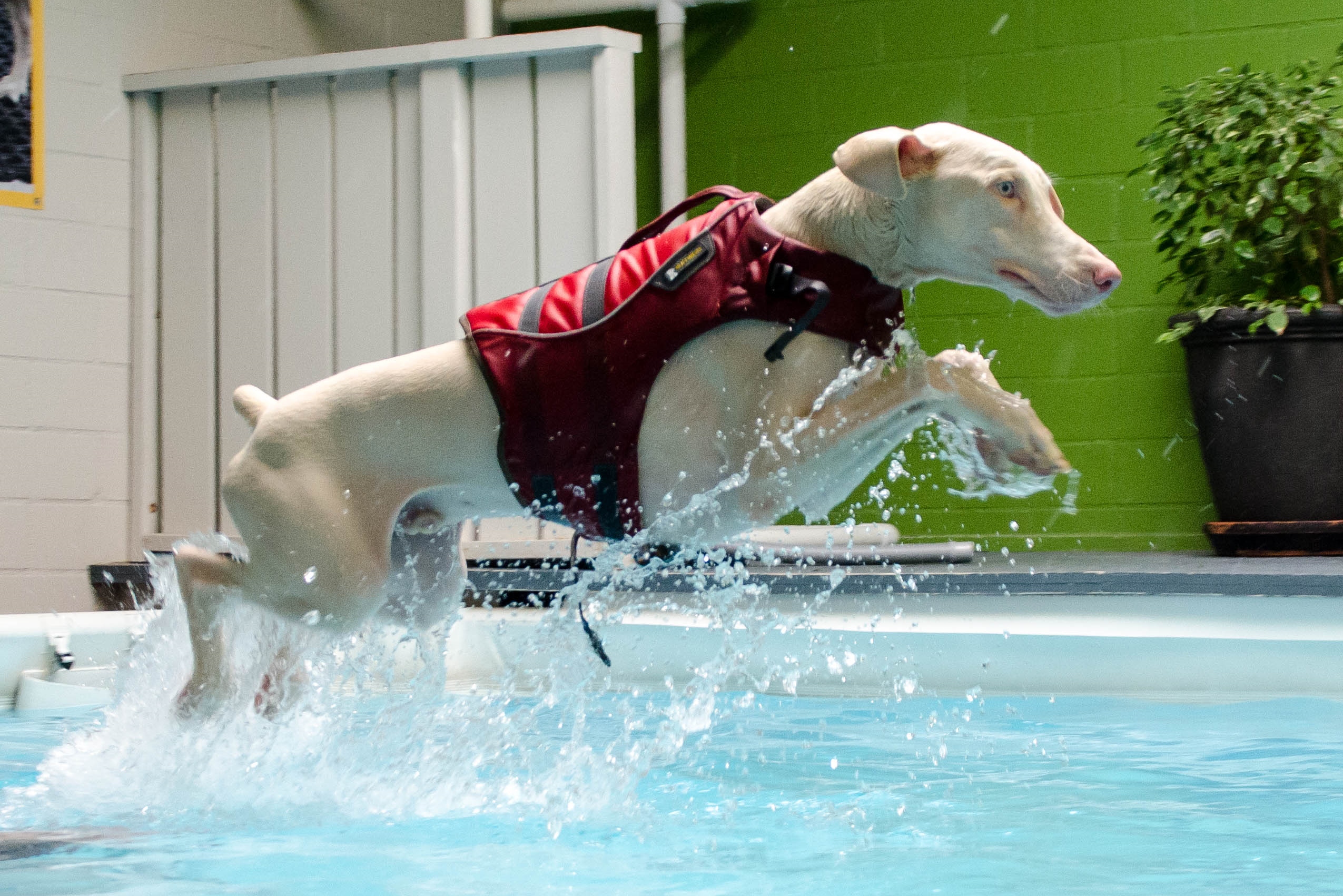 Kashmir jumping into a pool