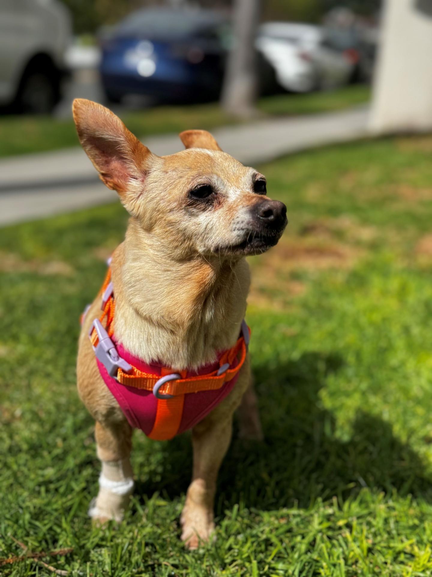 Matilda standing on grass at Two Hands Four Paws