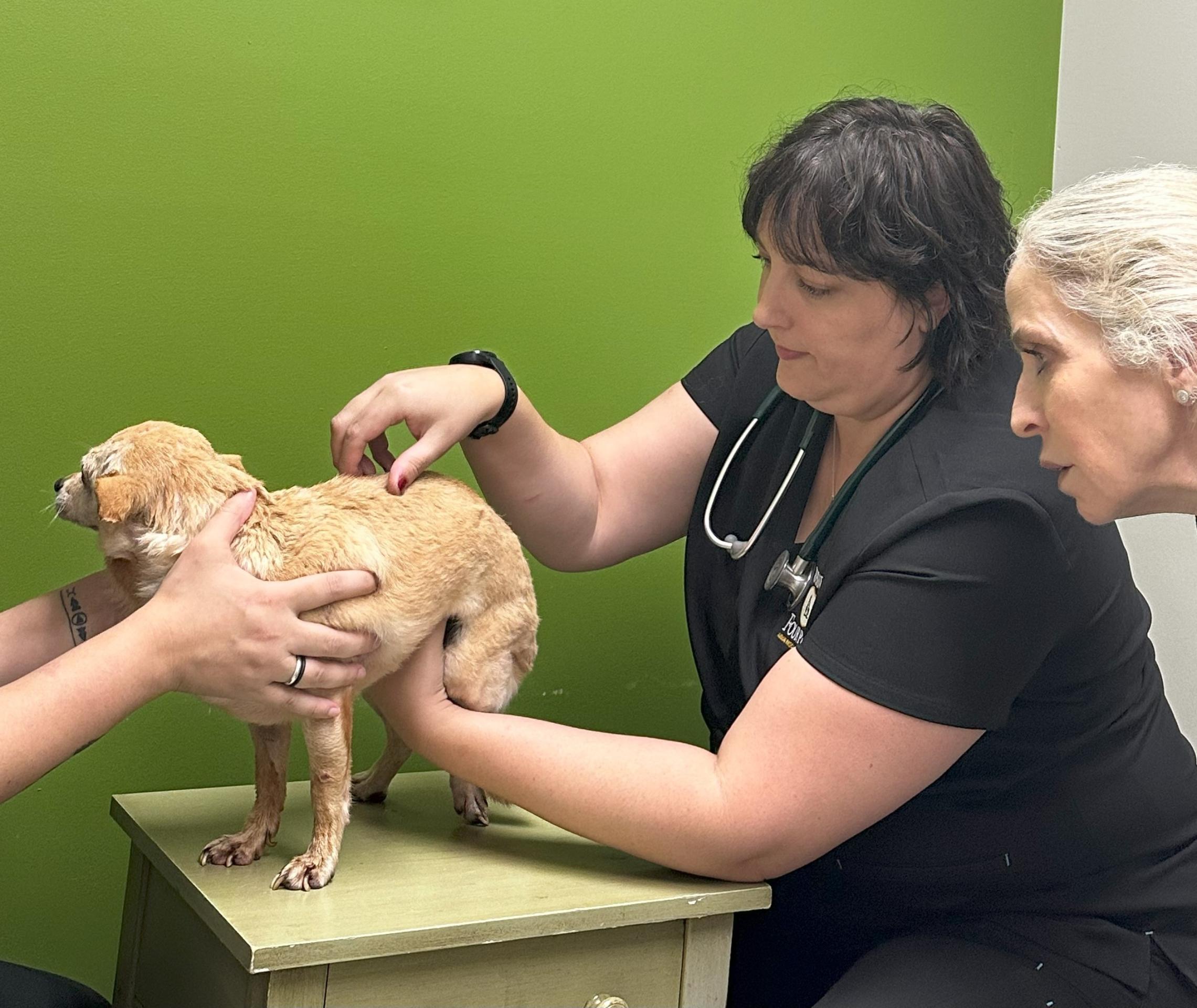 Matilda the chihuahua being examined by Two Hands Four Paws veterinarian