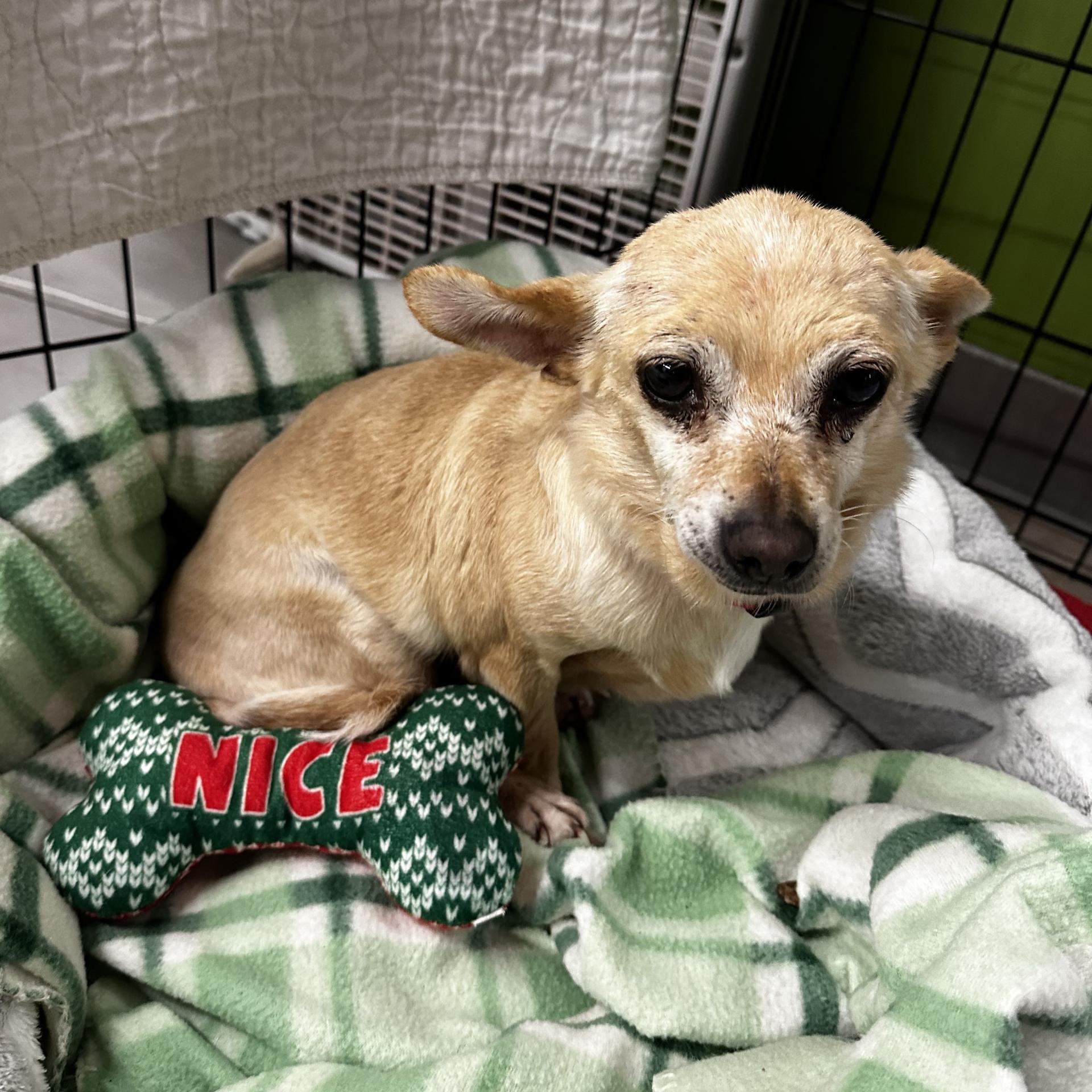 Matilda the chihuahua sitting on a Christmas blanket