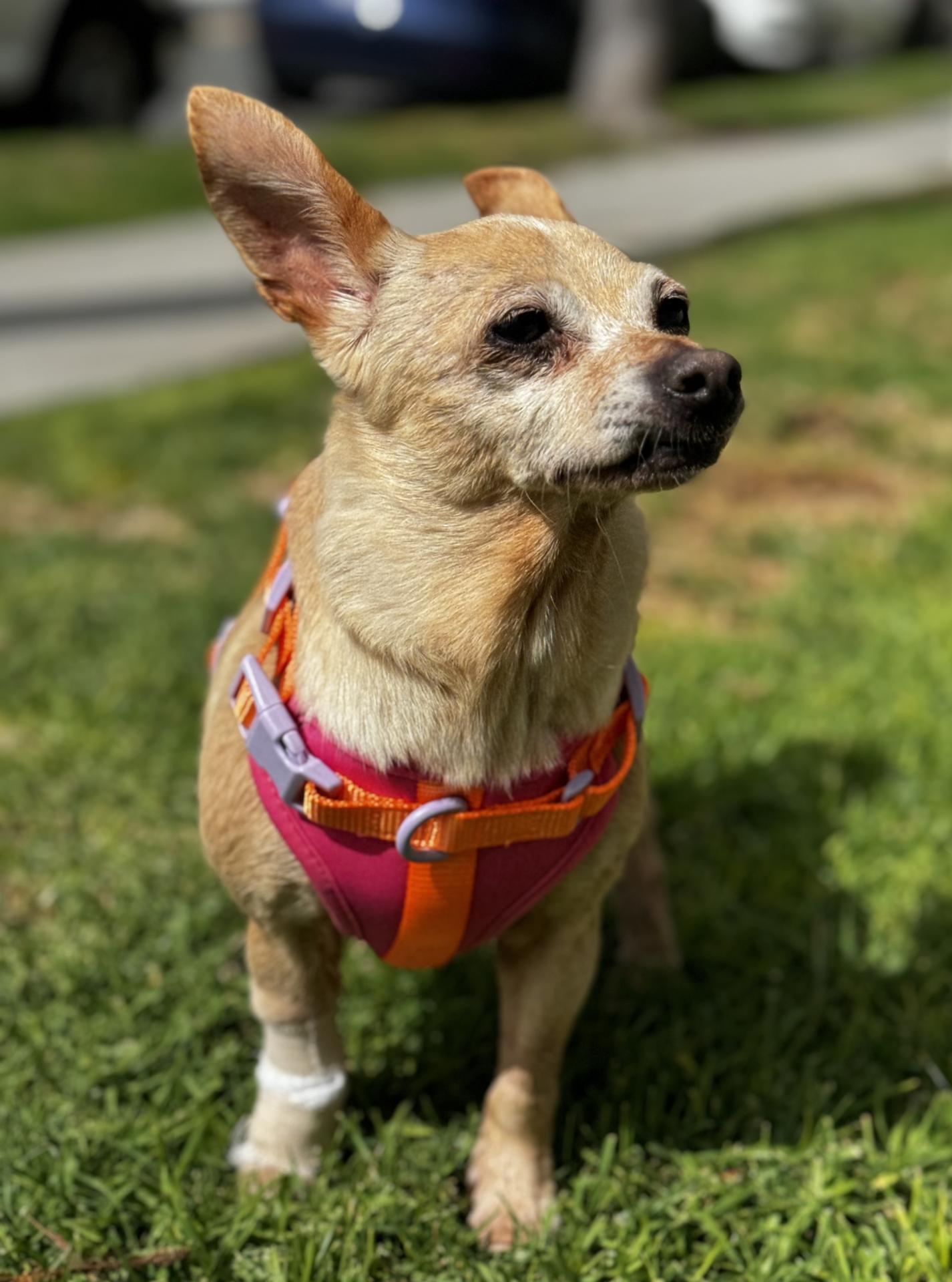 Matilda on Grass