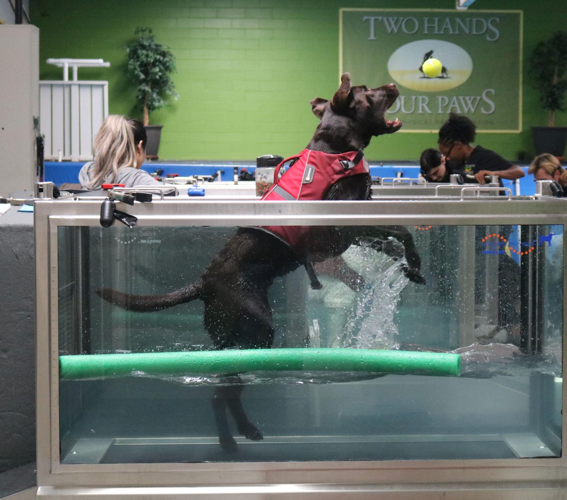 Muddy in underwater treadmill