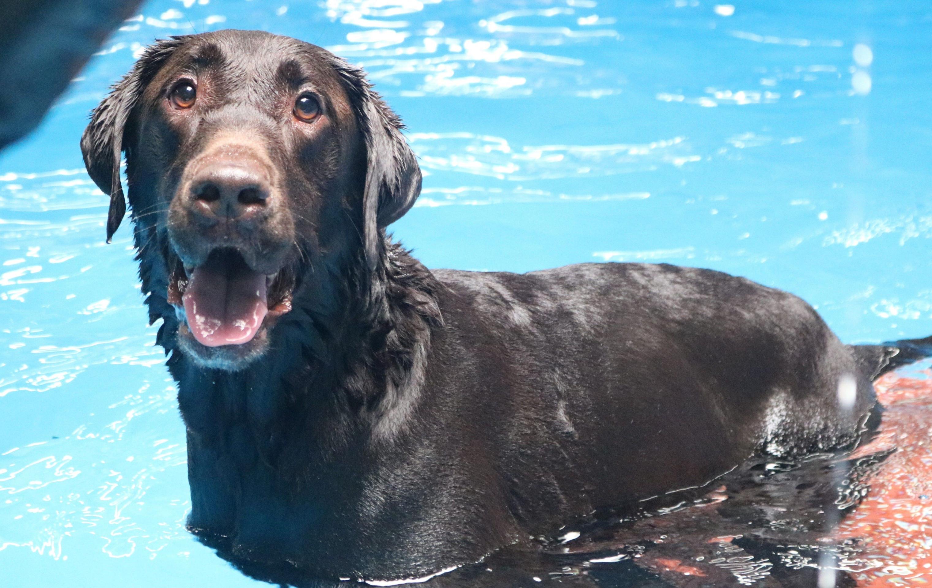 Muddy smiling in pool