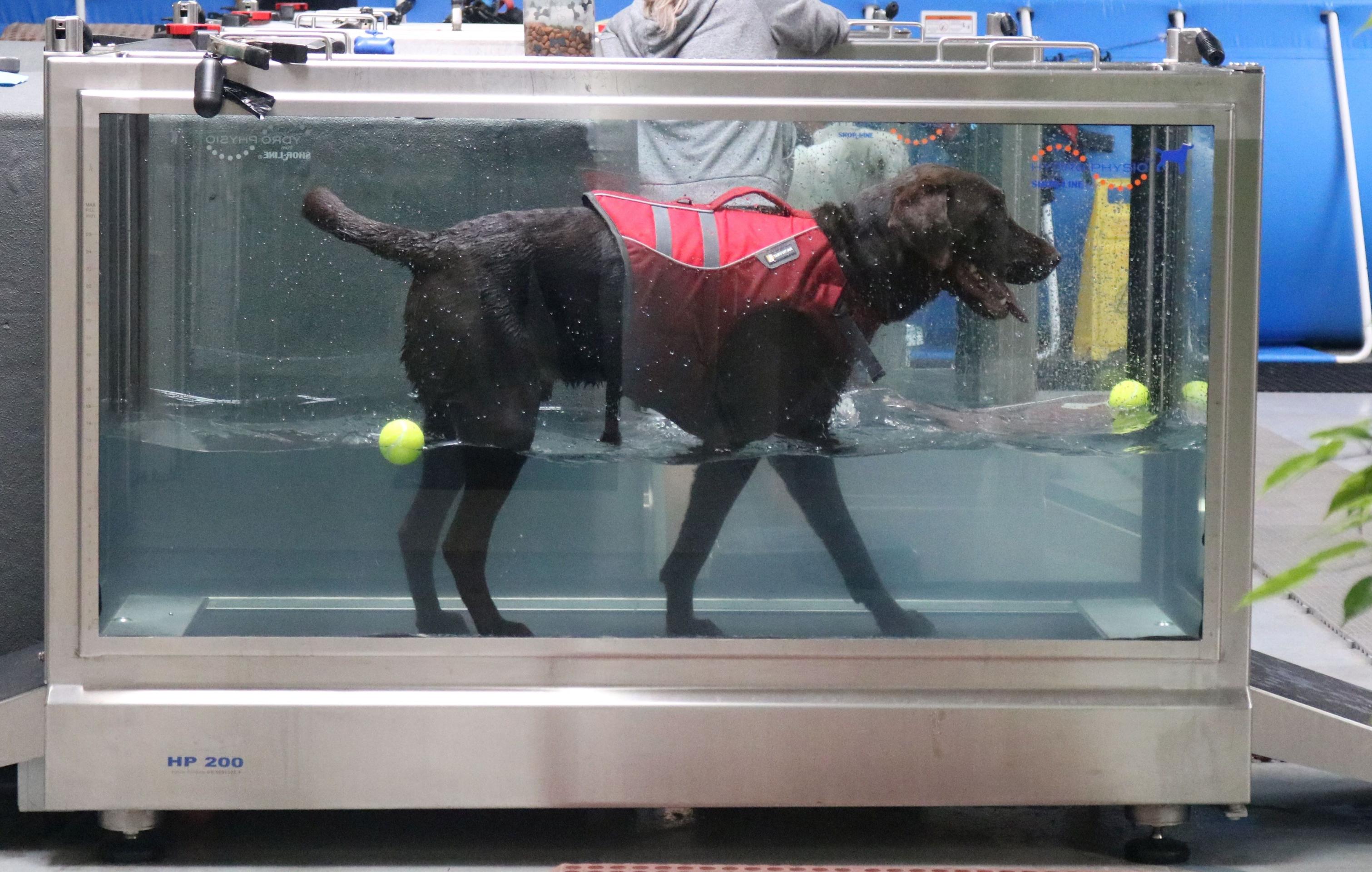 Muddy in underwater treadmill