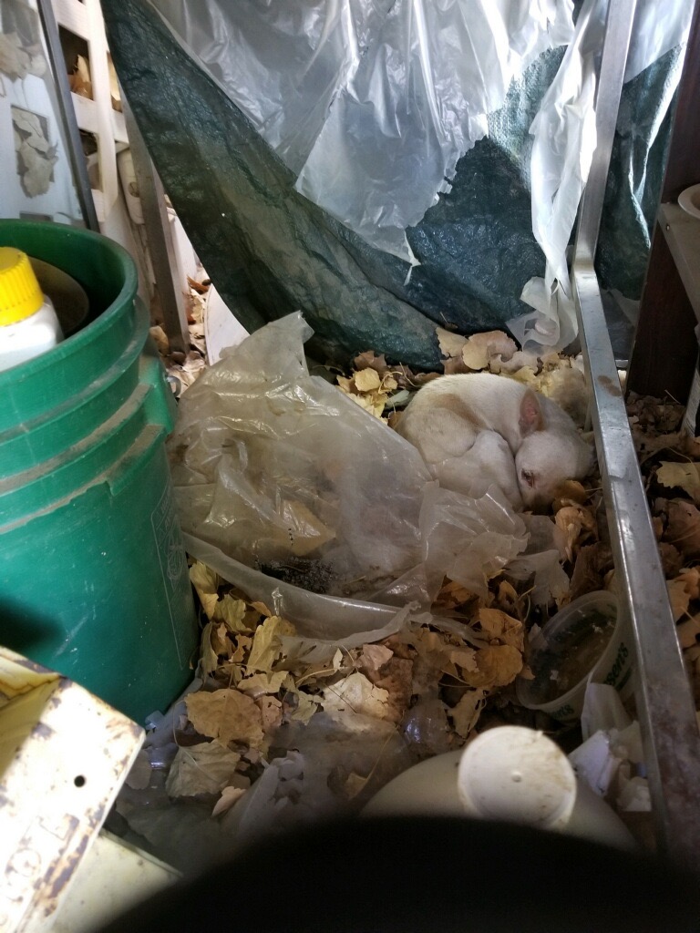 Pearl found in trash