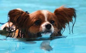 swim