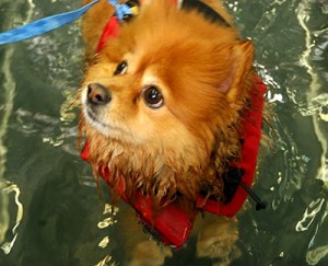 swim3