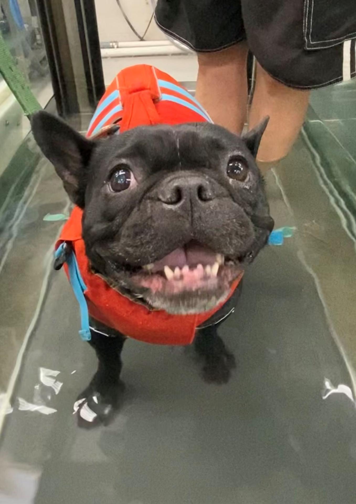 Two Hands Four Paws underwater treadmill