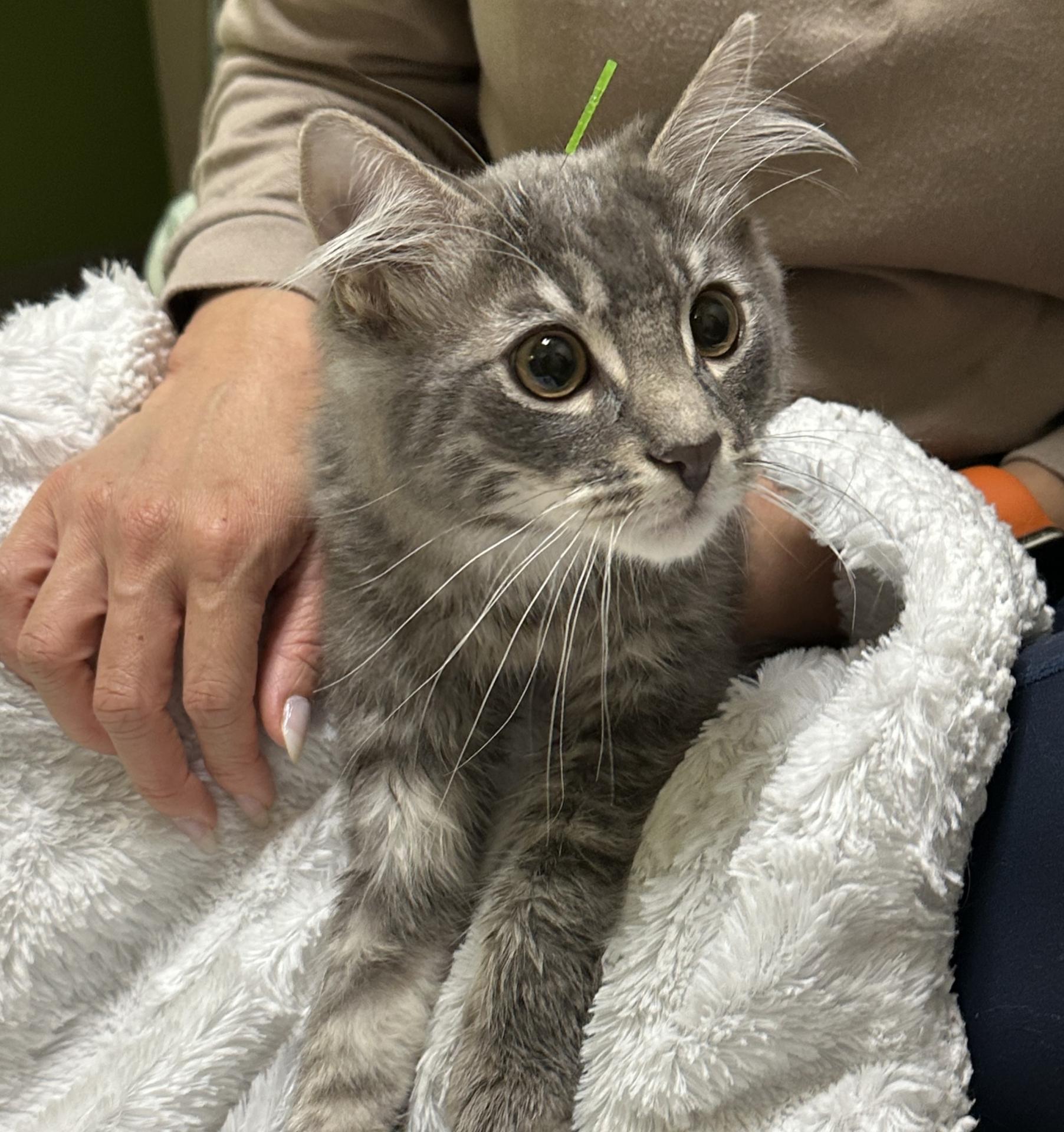 grey kitten receiving acupuncture at Two Hands Four Paws
