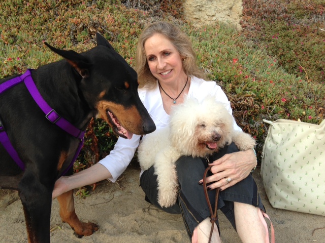 Doberman, bichon and Leslie at the beach