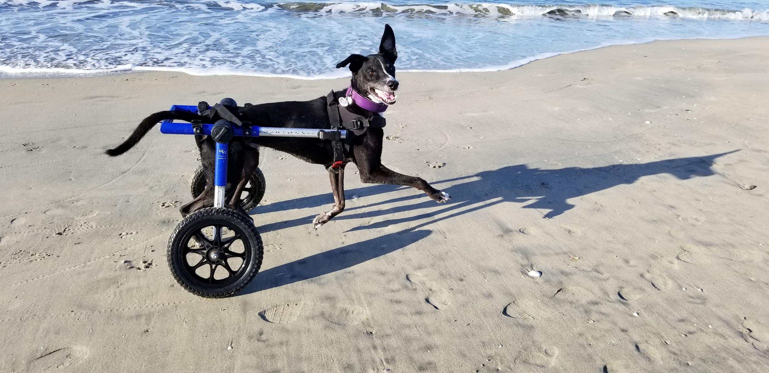 small dog using wheelchair at the beach