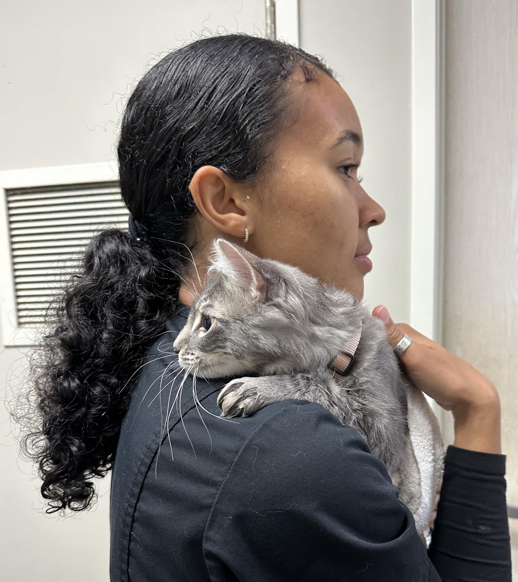 grey kitten receiving acupuncture at Two Hands Four Paws