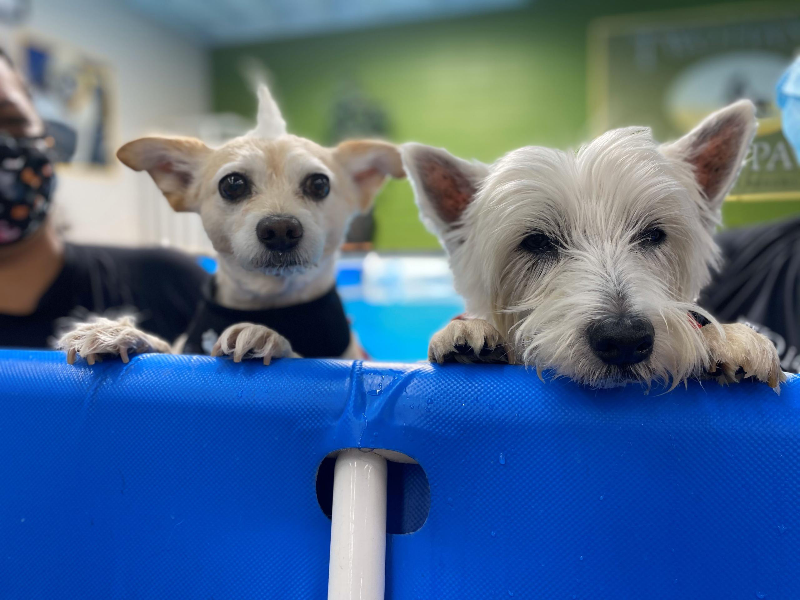 Two dogs smiling at Two Hands Four Paws daycare