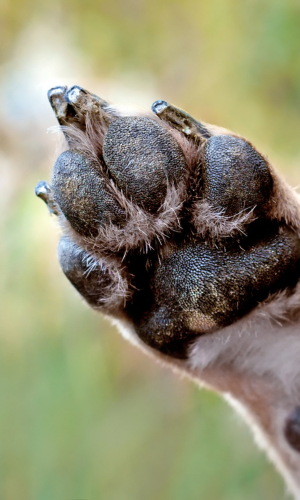 Two Hands Four Paws Dog Paw