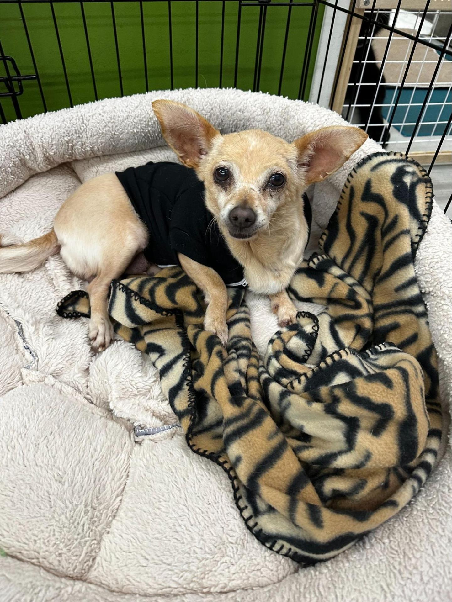 Matilda the chihuahua wearing a black sweater