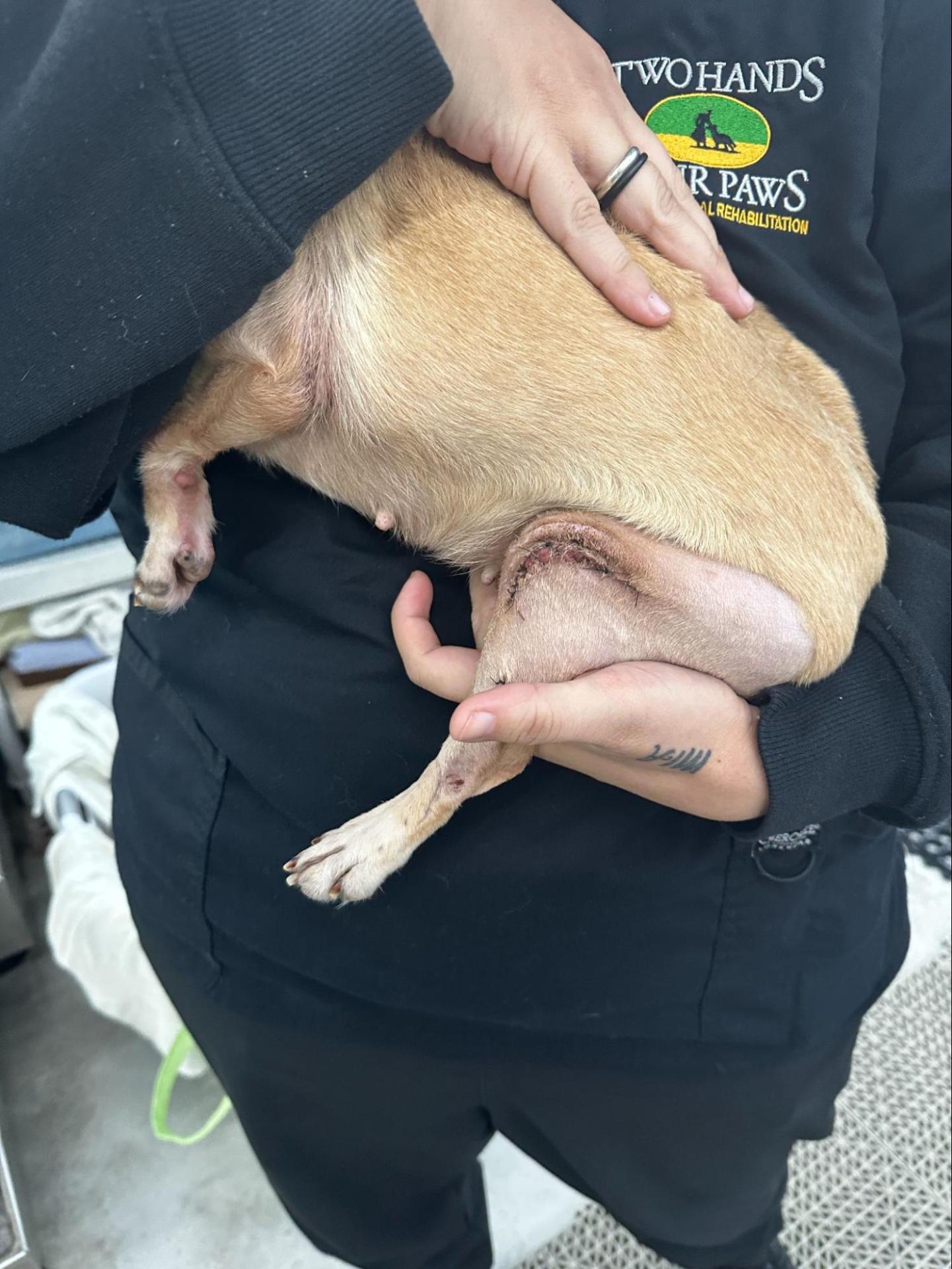 sutures on a chihuahua's knee
