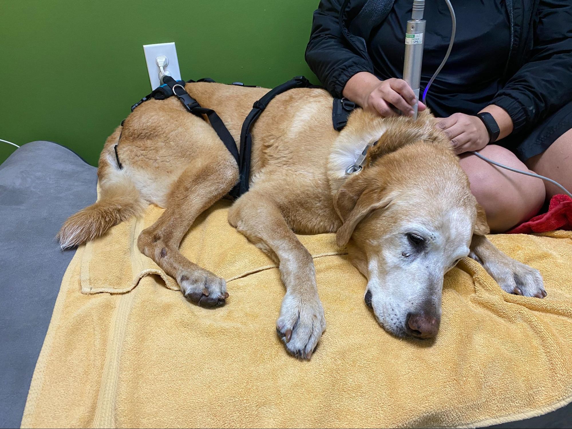 Senior lab receiving laser therapy