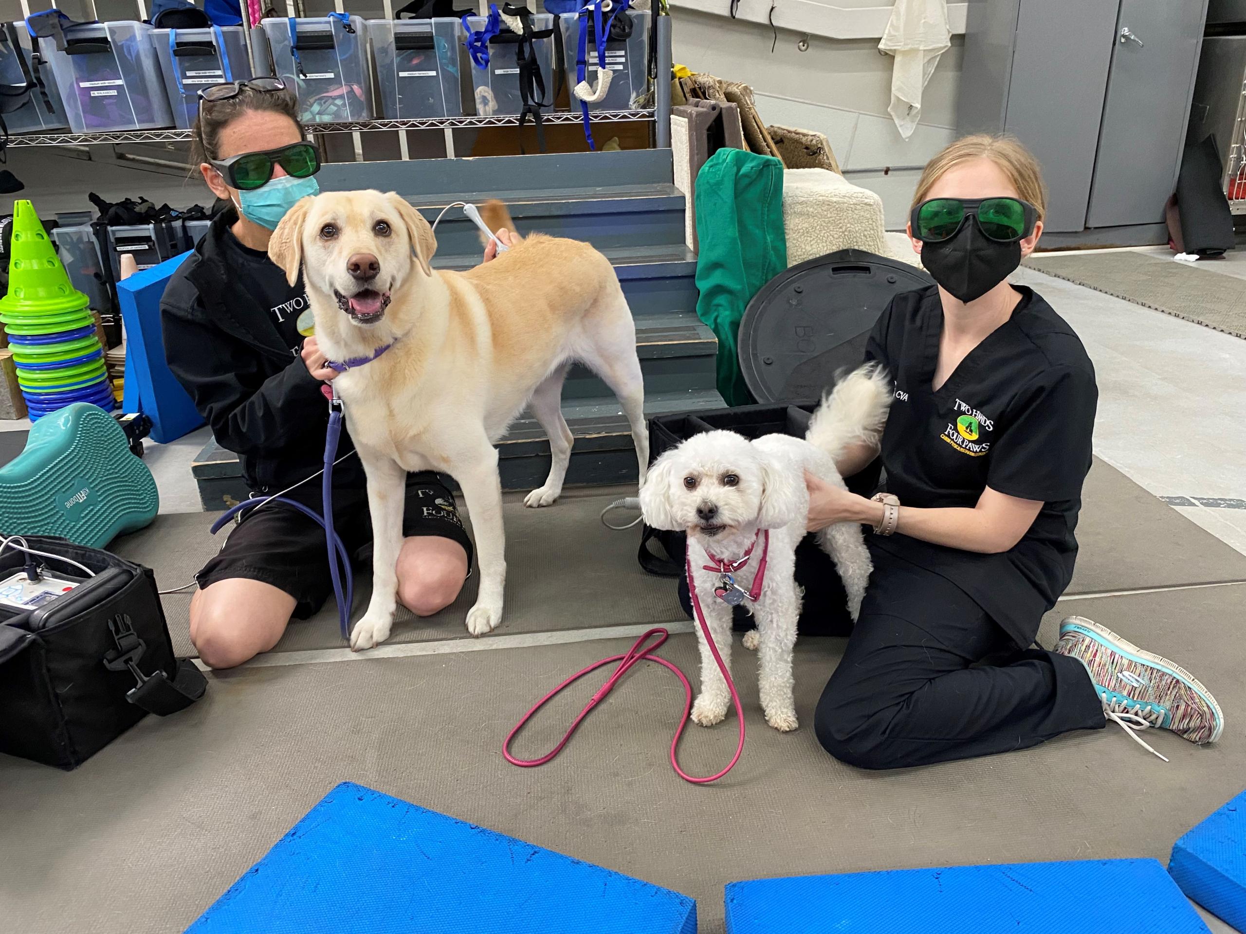Two Hands Four Paws administering laser therapy