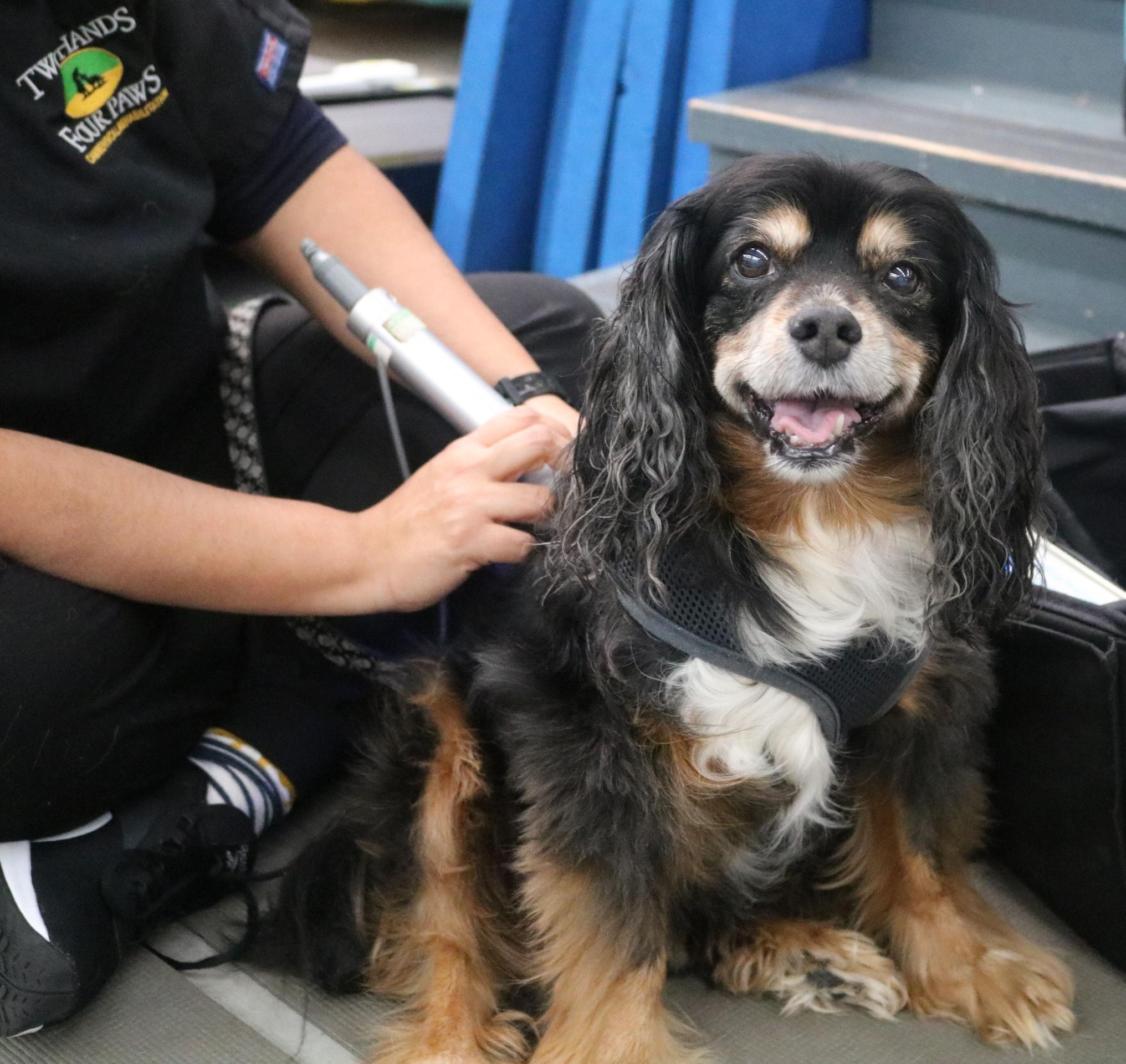 Two Hands Four Paws administering laser therapy to a cavalier king charles spaniel 