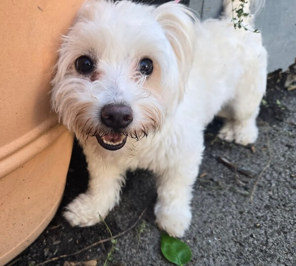 Pelucha
