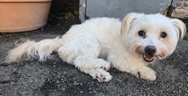 Pelucha