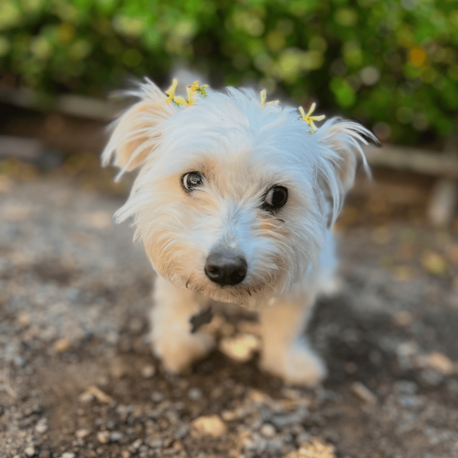 Pelucha