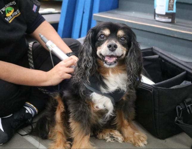Healing with Light: A Deep Dive into Veterinary Laser Therapy