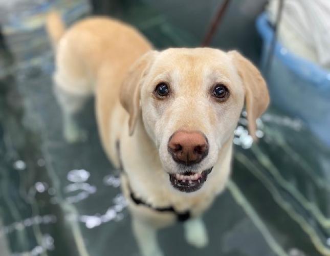 Successful Rehabilitation of Sophie the Lab with Laser Therapy at Two Hands Four Paws