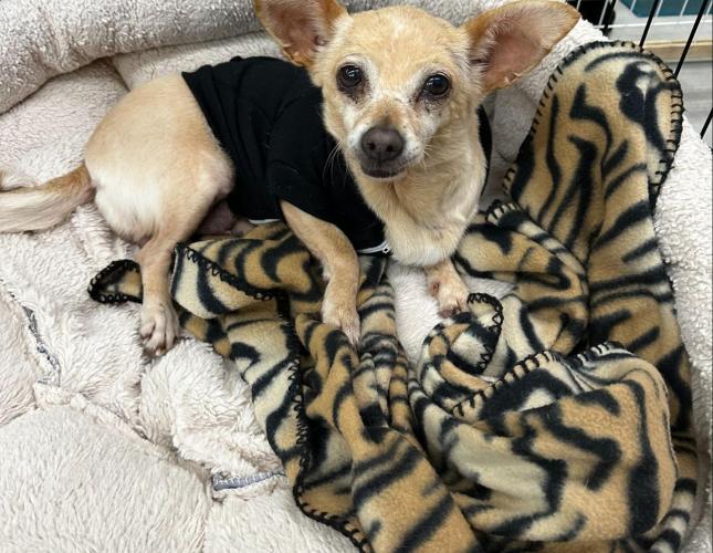 Matilda's Story Part Two- Under the Knife