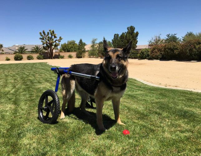 Navigating Degenerative Myelopathy in Dogs