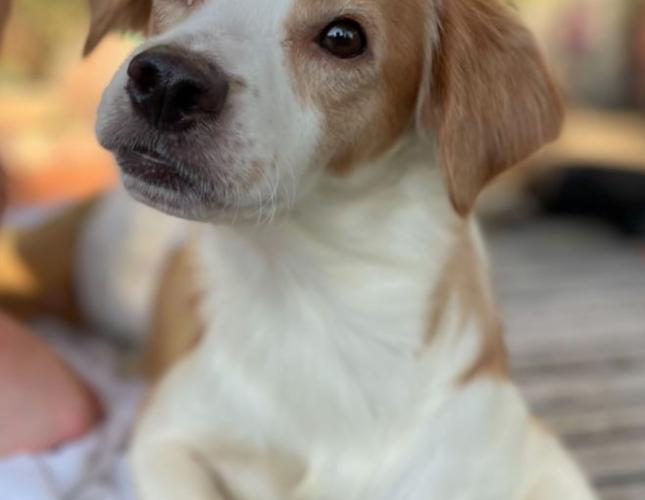 Pebbles' Story